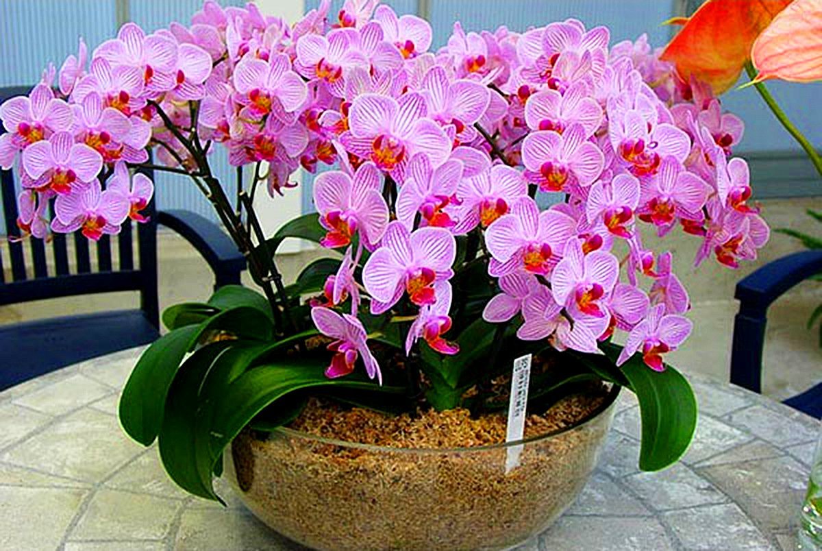 пищен цвят орхидея