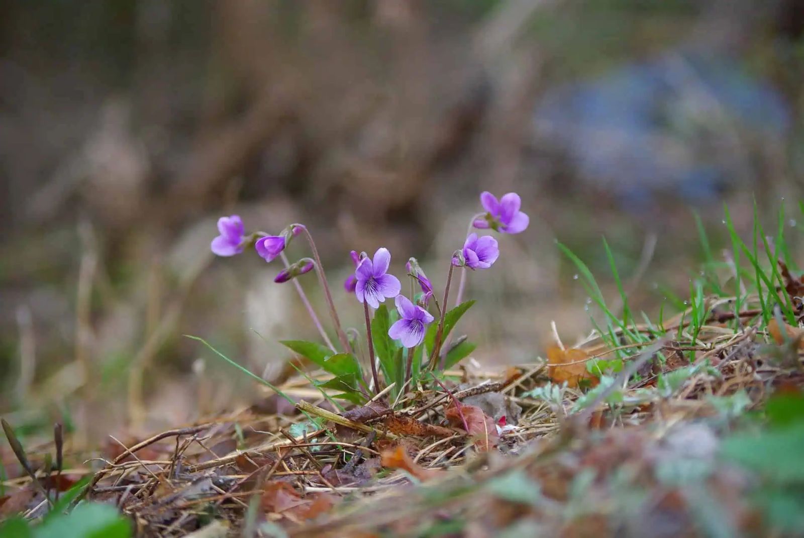поляна горски теменужки