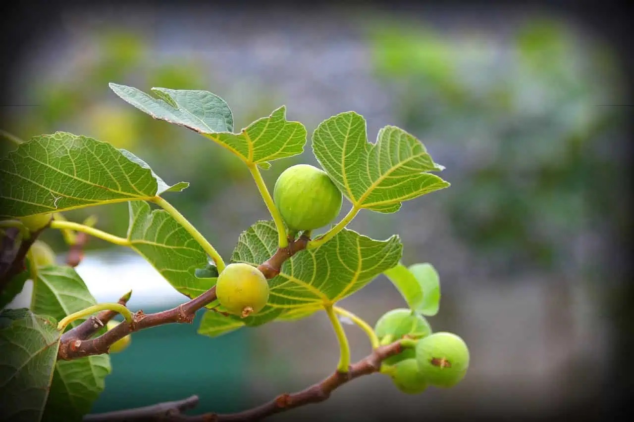 узрели смокини