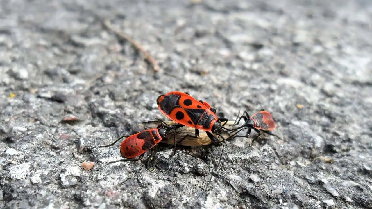 божи кравички полза