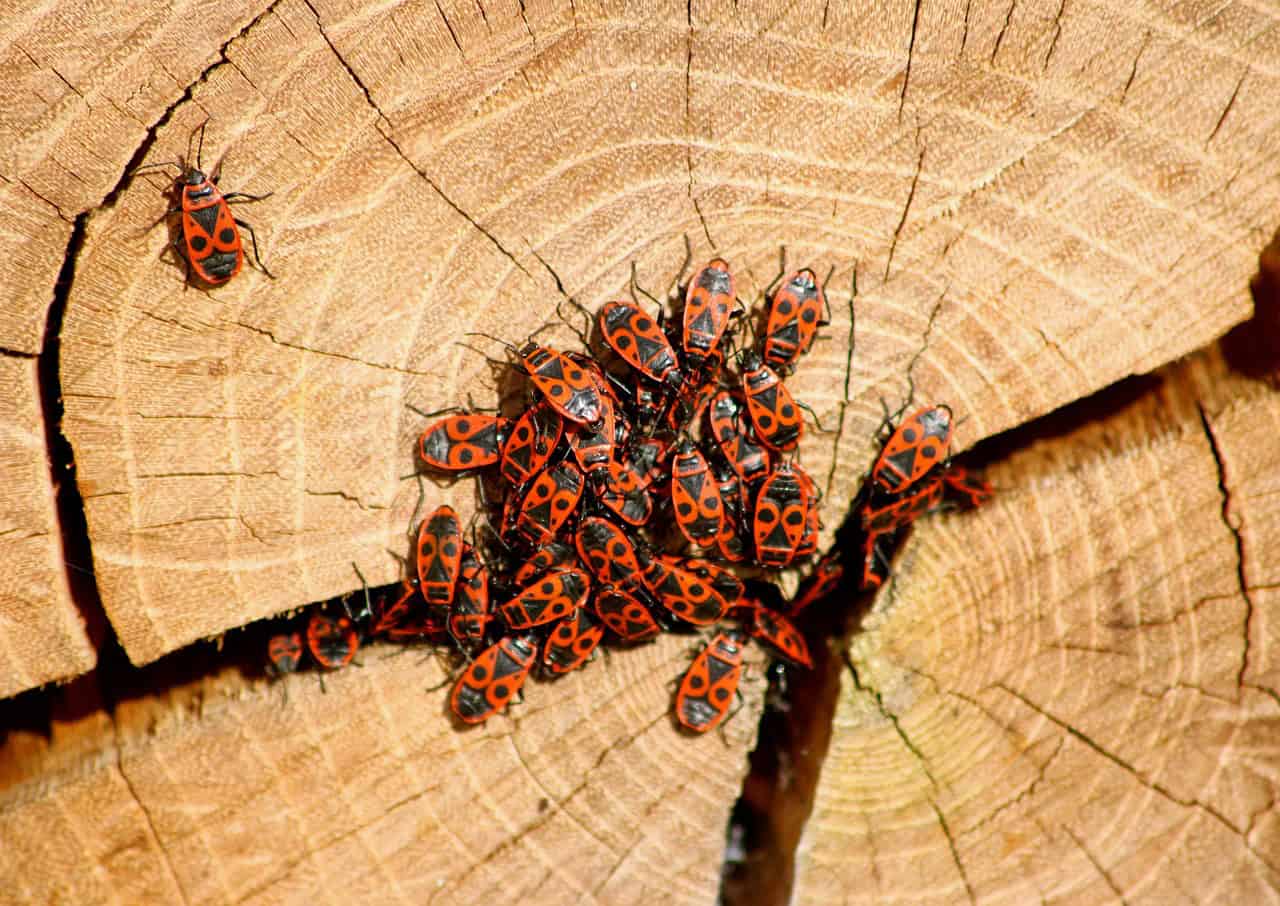 божи кравички на дънер