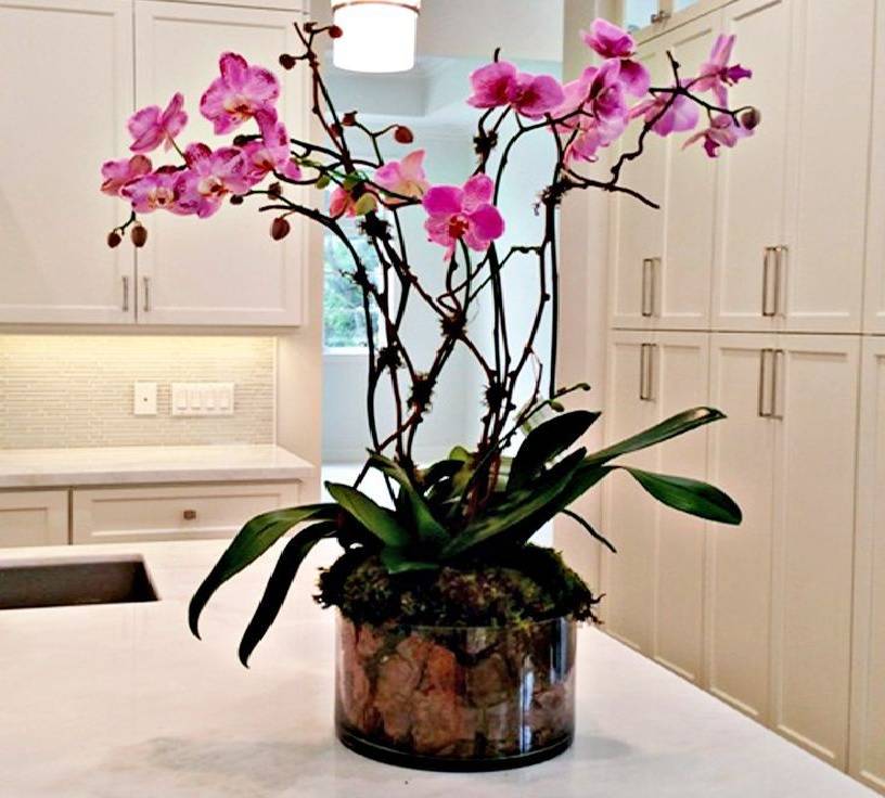красива орхидея