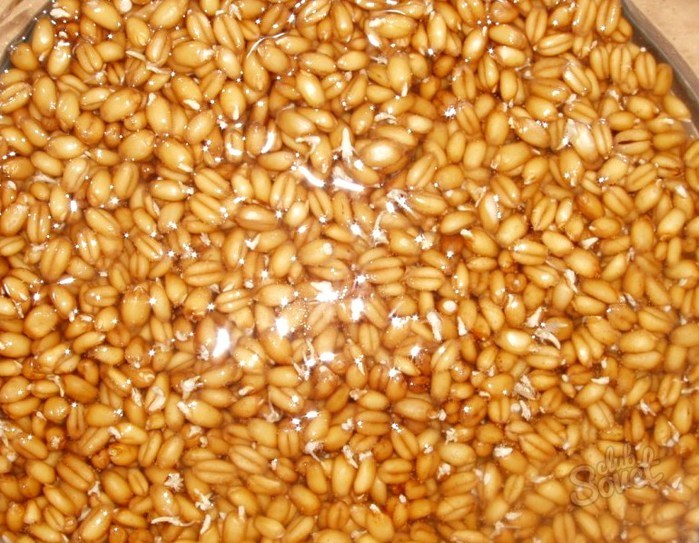 пшеница кълнове