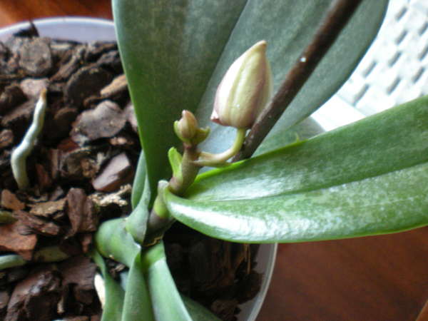 орхидея израстък