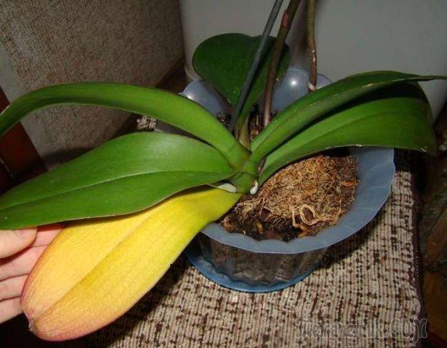 жълти листа орхидея