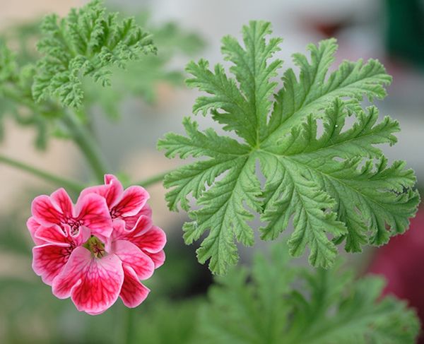 стрък индрише