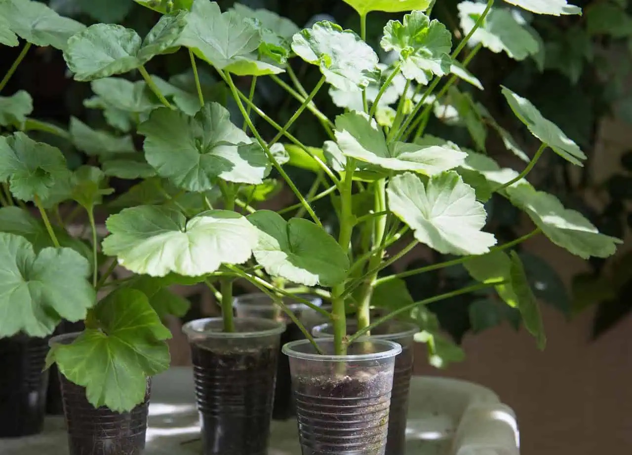 вкореняване мушкато