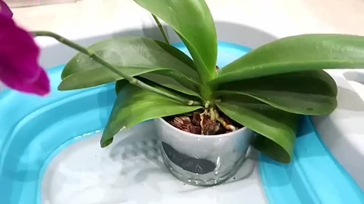 орхидея поливане