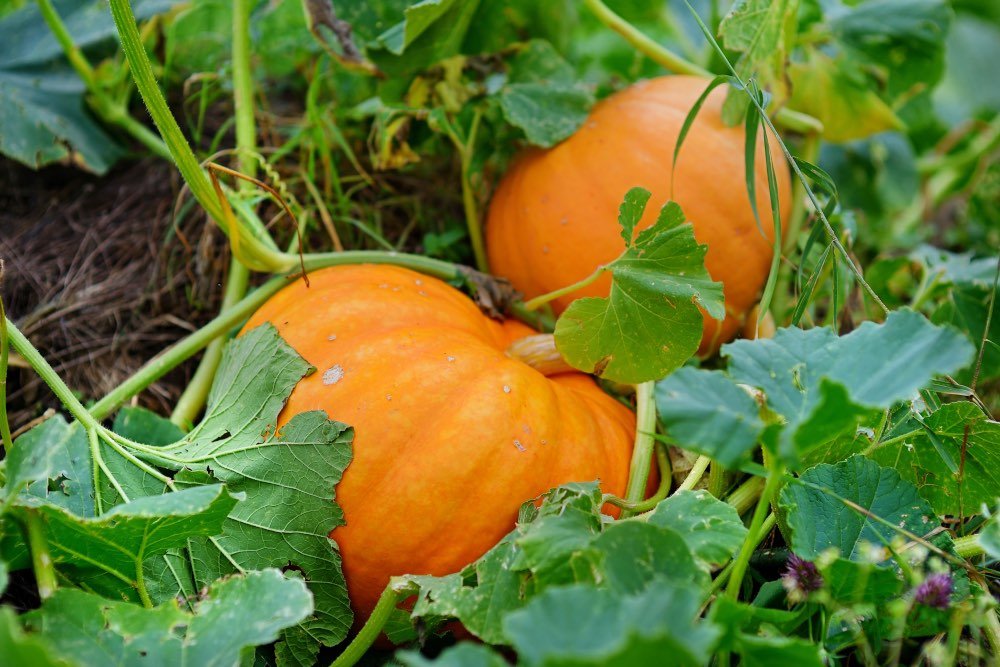  тиква с листата 