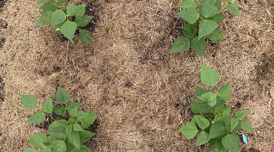 мулч от трева