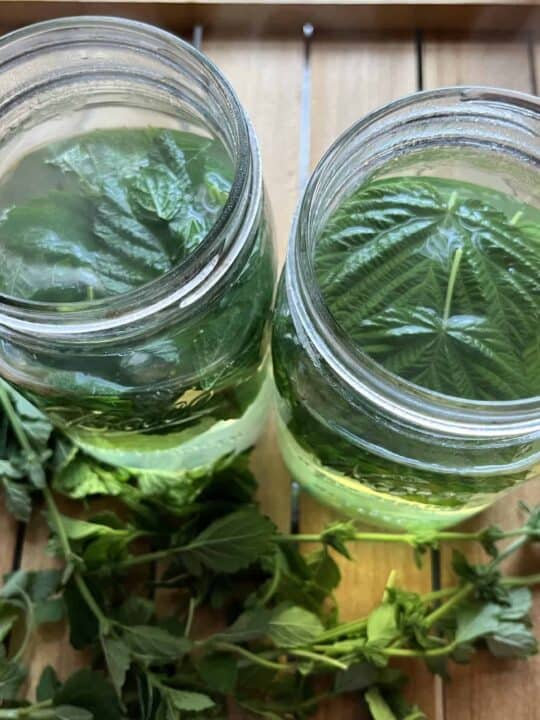 настойка от коприва