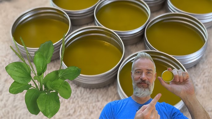 мехлем живовляк