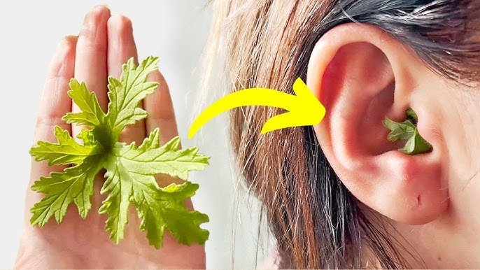 индрише в ухото