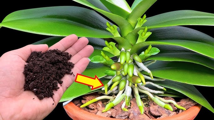 кафе за орхидеята