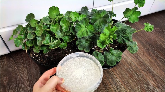 тор с мая приложение