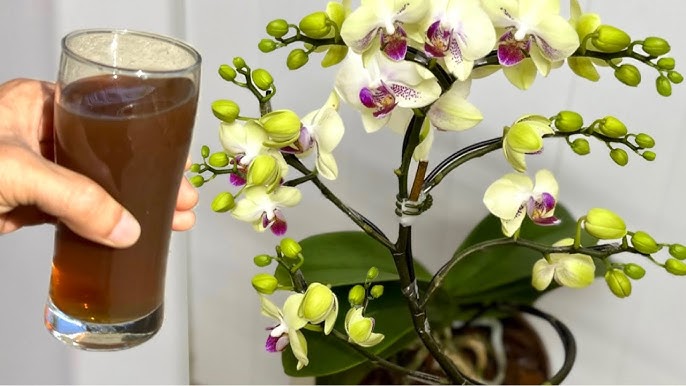 поливане орхидея с кафе