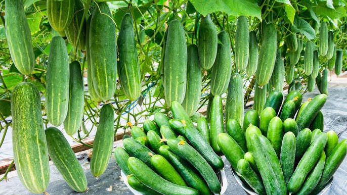 краставици