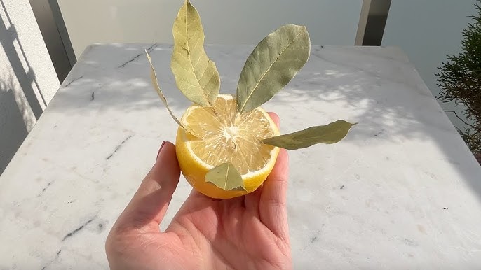 bay leaf in lemon600