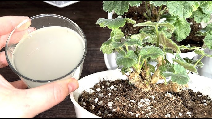 мляко за мушкатото