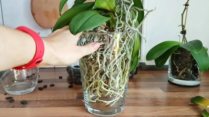 орхидея гъсти корени