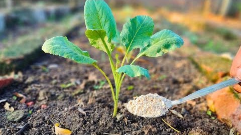 овесени ядки в почвата