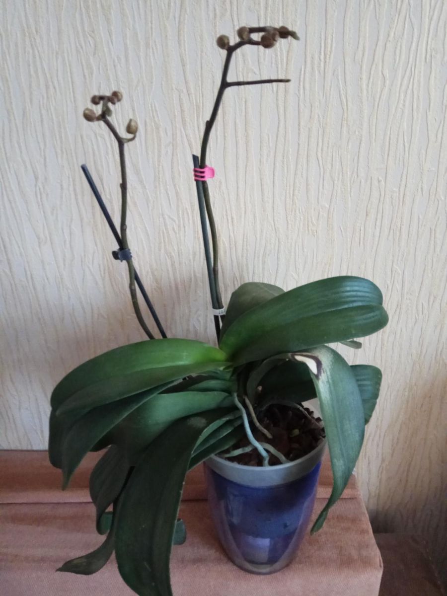 орхидея с пъпки