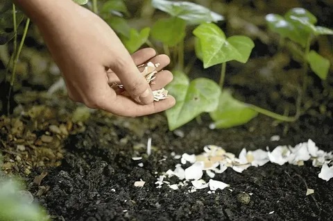 торене яйчени черупки