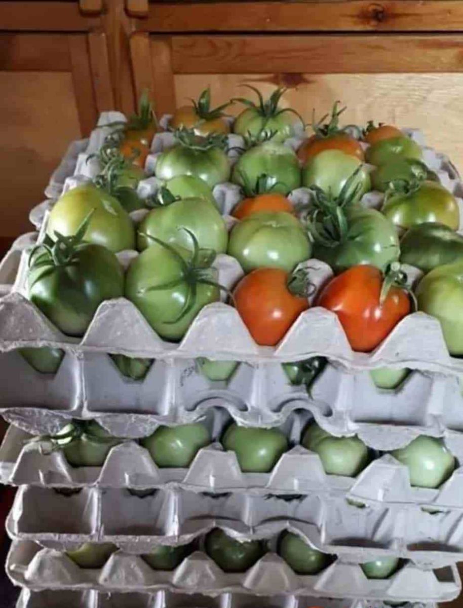 зелени домати в картон
