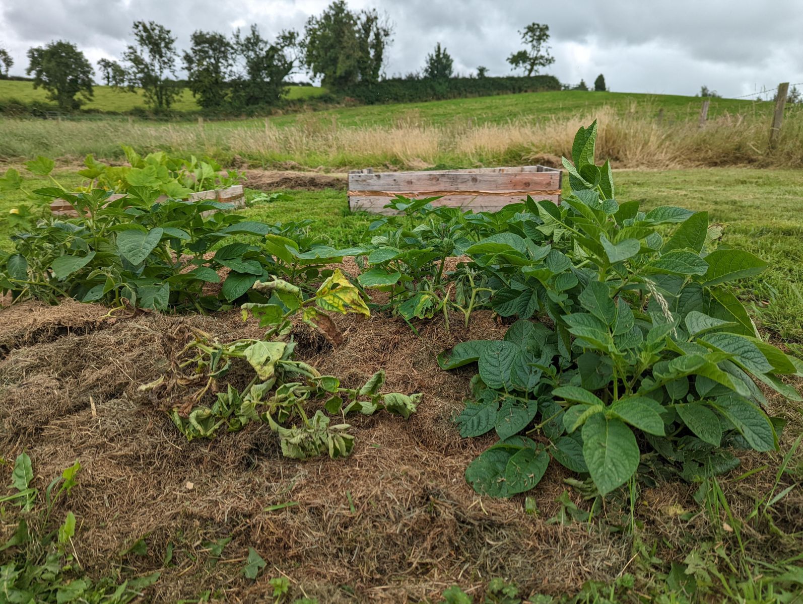 картофи загребване с трева