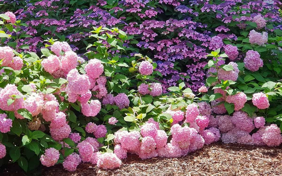 розови хортензии