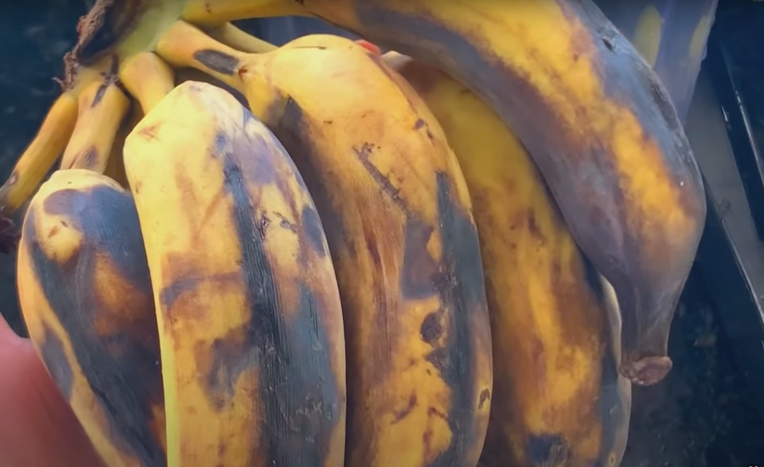 презрели банани