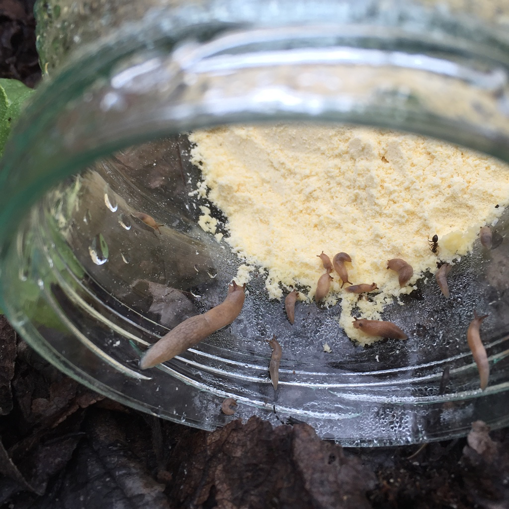 капан за охлюви