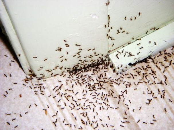 мравки в дома