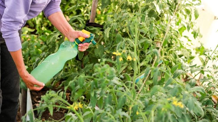 spray tomatoes