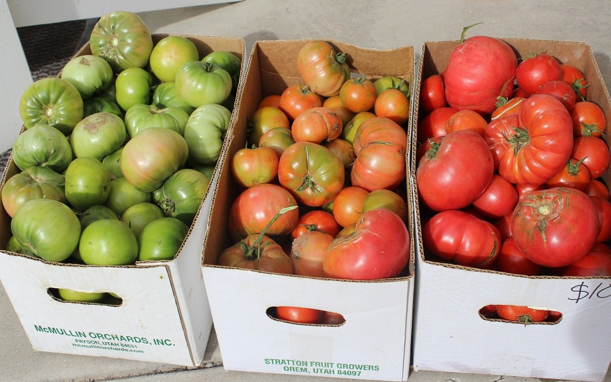 реколта домати