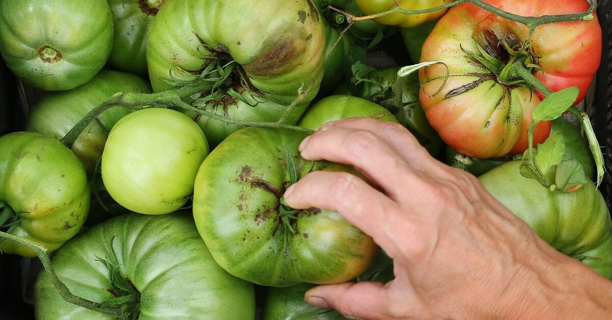 зелени домати доузряване