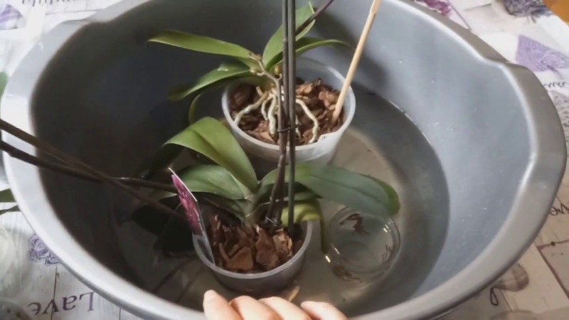 поливане на орхидея чрез накисване