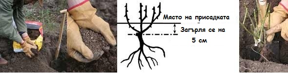 згърляне присадка рози