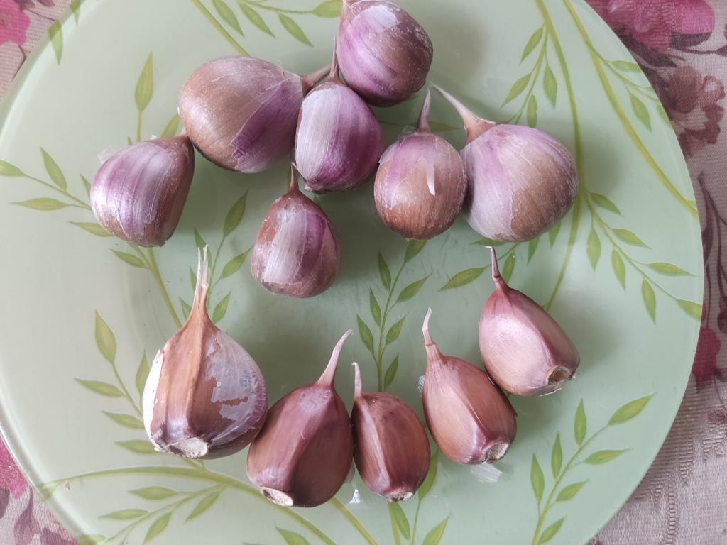 женски чесън