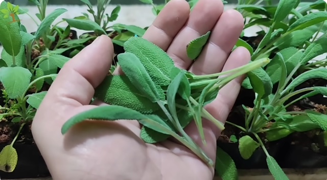 лист салвия