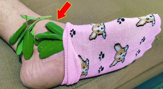 салвия в чорапа