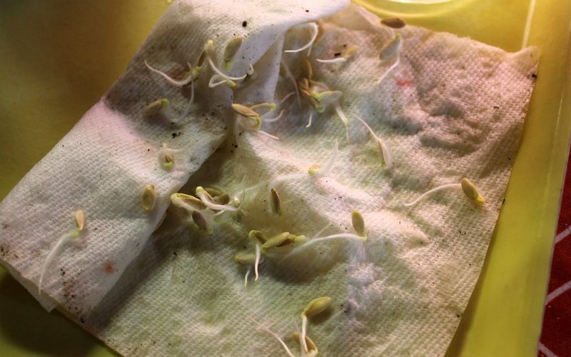 покълване на семена