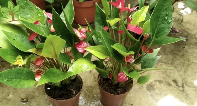 пръскане цветя