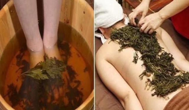 компреси пелин
