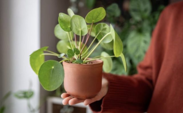 пилея саксия