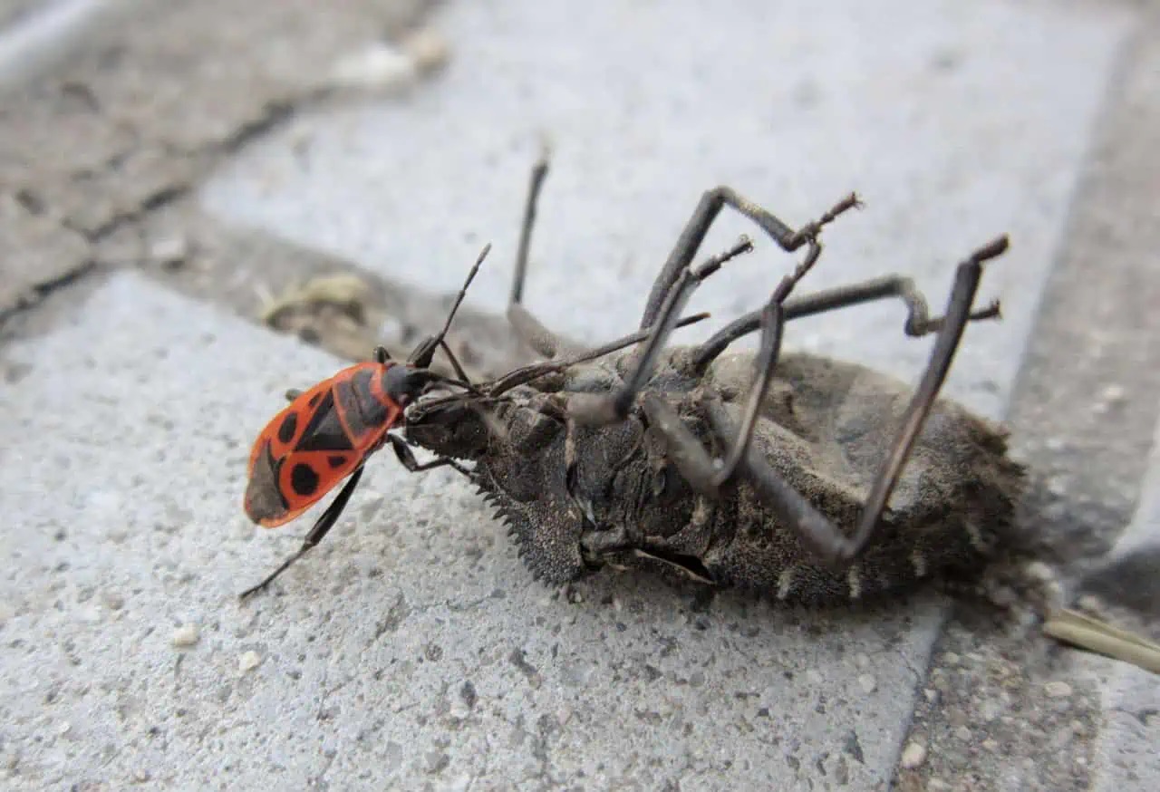 божа кравичка хранене