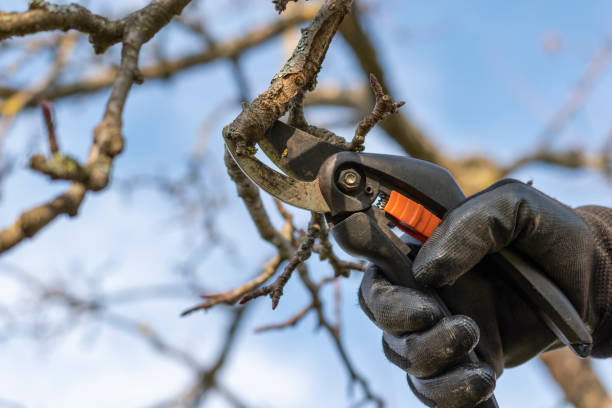 резитба овошки