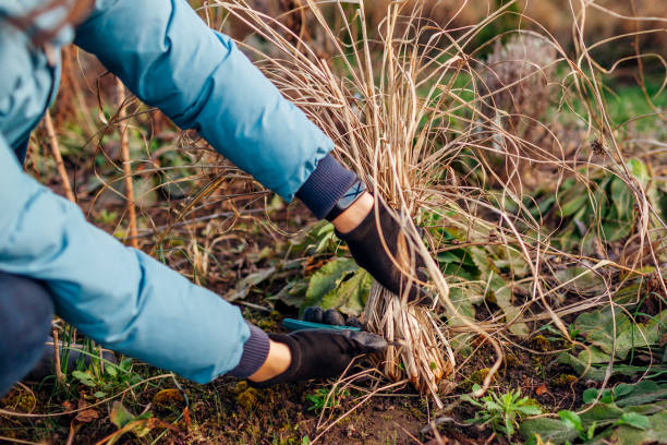 pruning autumn