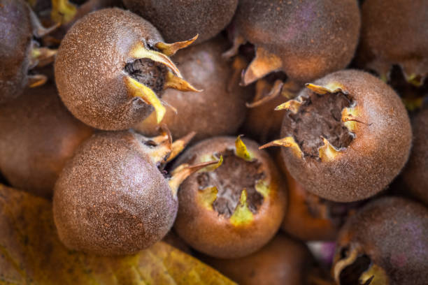 плодове мушмула