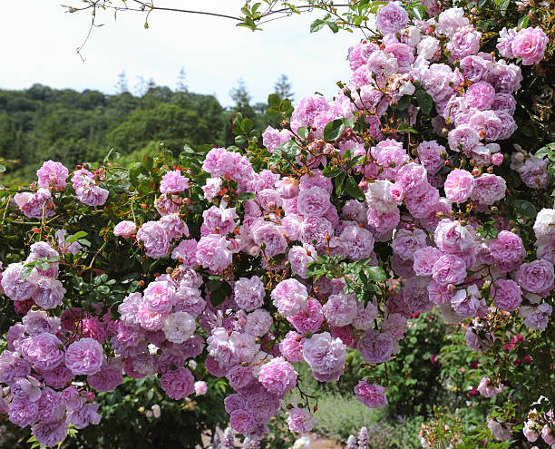 climbing roses